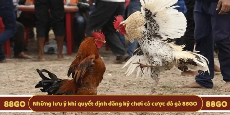 Những lưu ý khi quyết định đăng ký chơi cá cược đá gà 88GO